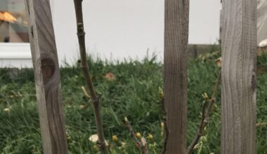 Die Feigensaison beginnt langsam
