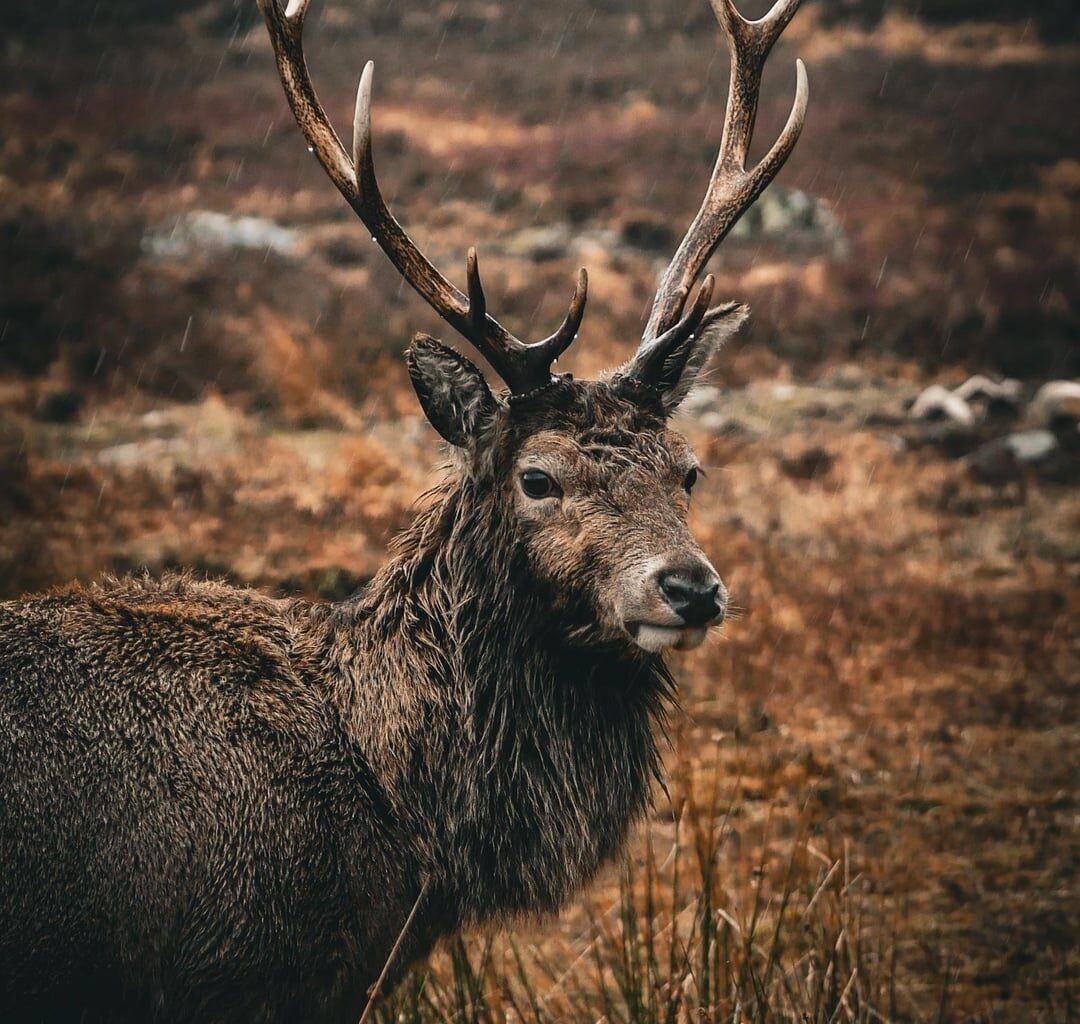 Glencoe