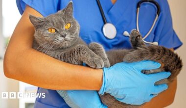 Vets say they are under pressure to bring in more money per pet