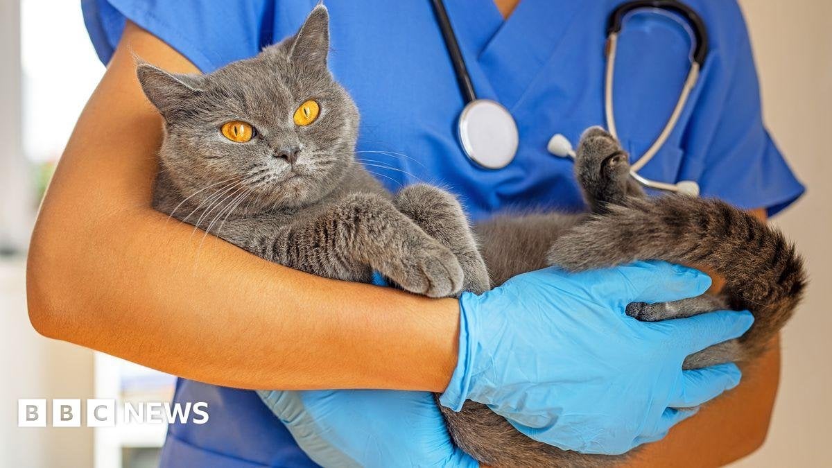 Vets say they are under pressure to bring in more money per pet