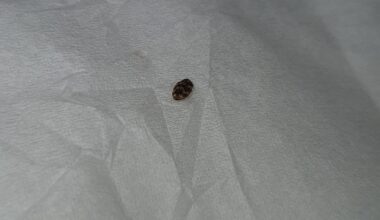 Was für ein Käfer ist das?