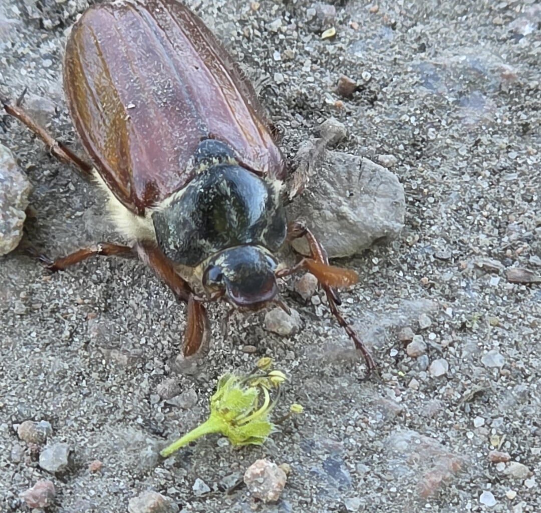 Ist das ein Maikäfer?