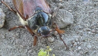 Ist das ein Maikäfer?