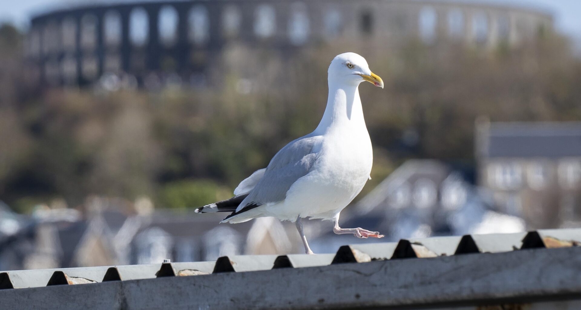 Seagull in Oban