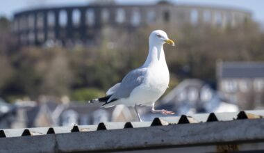 Seagull in Oban
