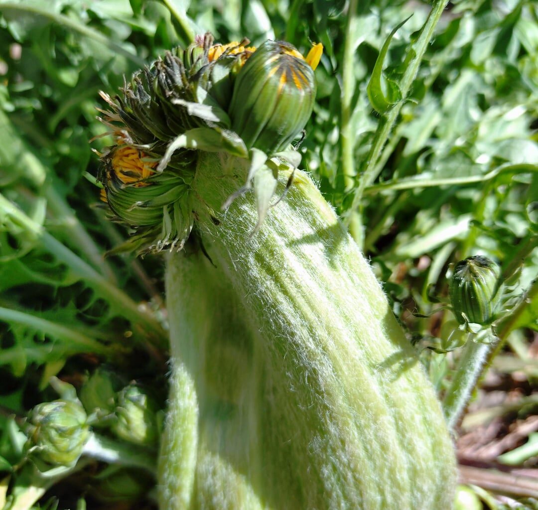 Löwenzahn Mutation "Rattenkönig"