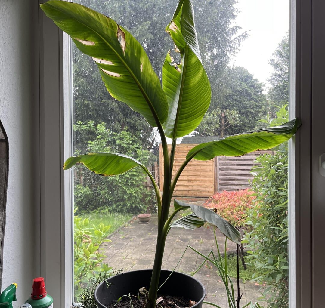 Bananenpflanze