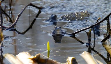 Wir brauchen Moor Frosch Content