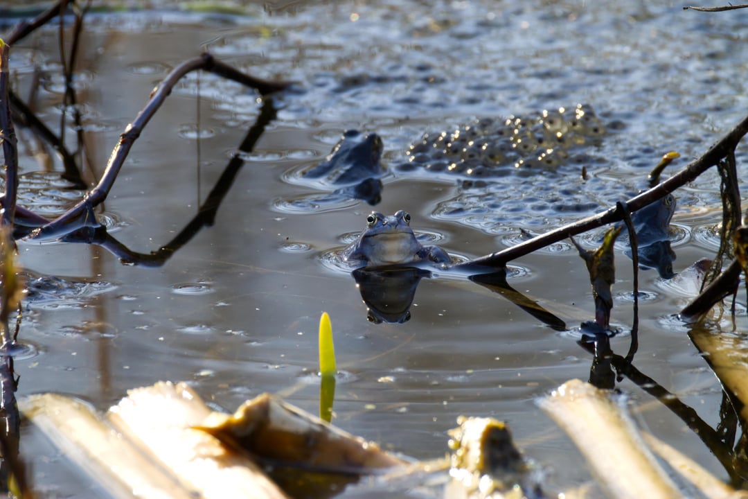 Wir brauchen Moor Frosch Content