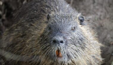 Diese beiden Tiere kamen aus dem gleichen Bau. Was mich nur irritiert ist, ist das das kleinere aussieht wie ein Bisam und nicht wie ein Nutria Jungtier?