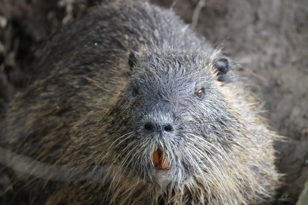 Diese beiden Tiere kamen aus dem gleichen Bau. Was mich nur irritiert ist, ist das das kleinere aussieht wie ein Bisam und nicht wie ein Nutria Jungtier?