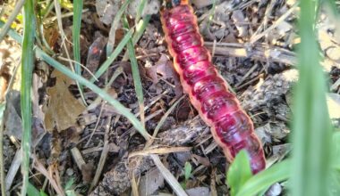 DICKE Raupe (locker zeigefingergroß). Ein Weidenbohrer?