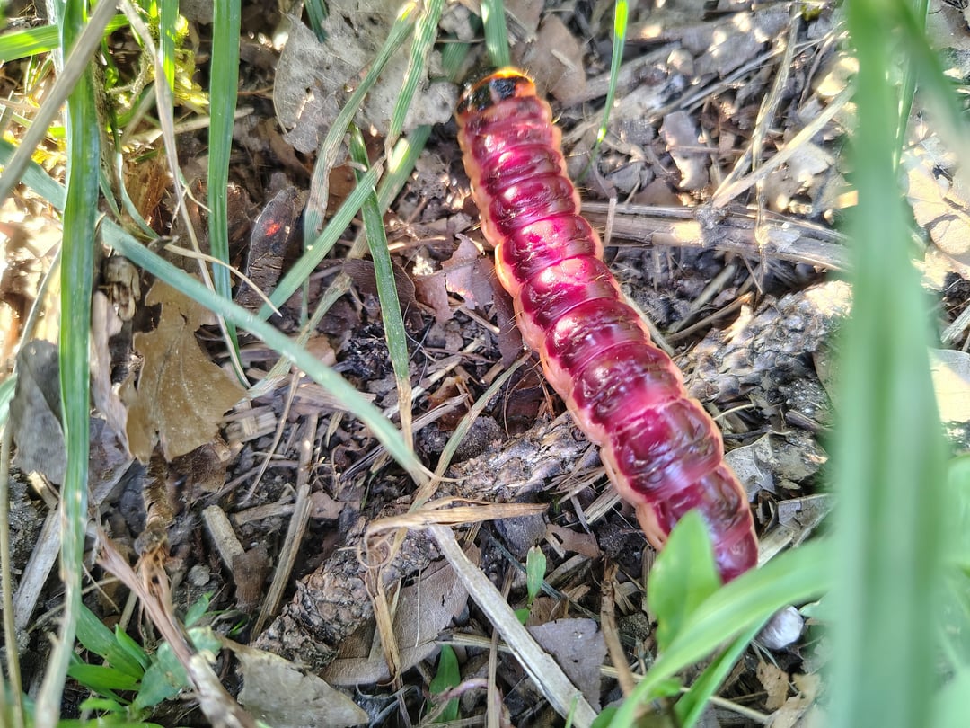 DICKE Raupe (locker zeigefingergroß). Ein Weidenbohrer?
