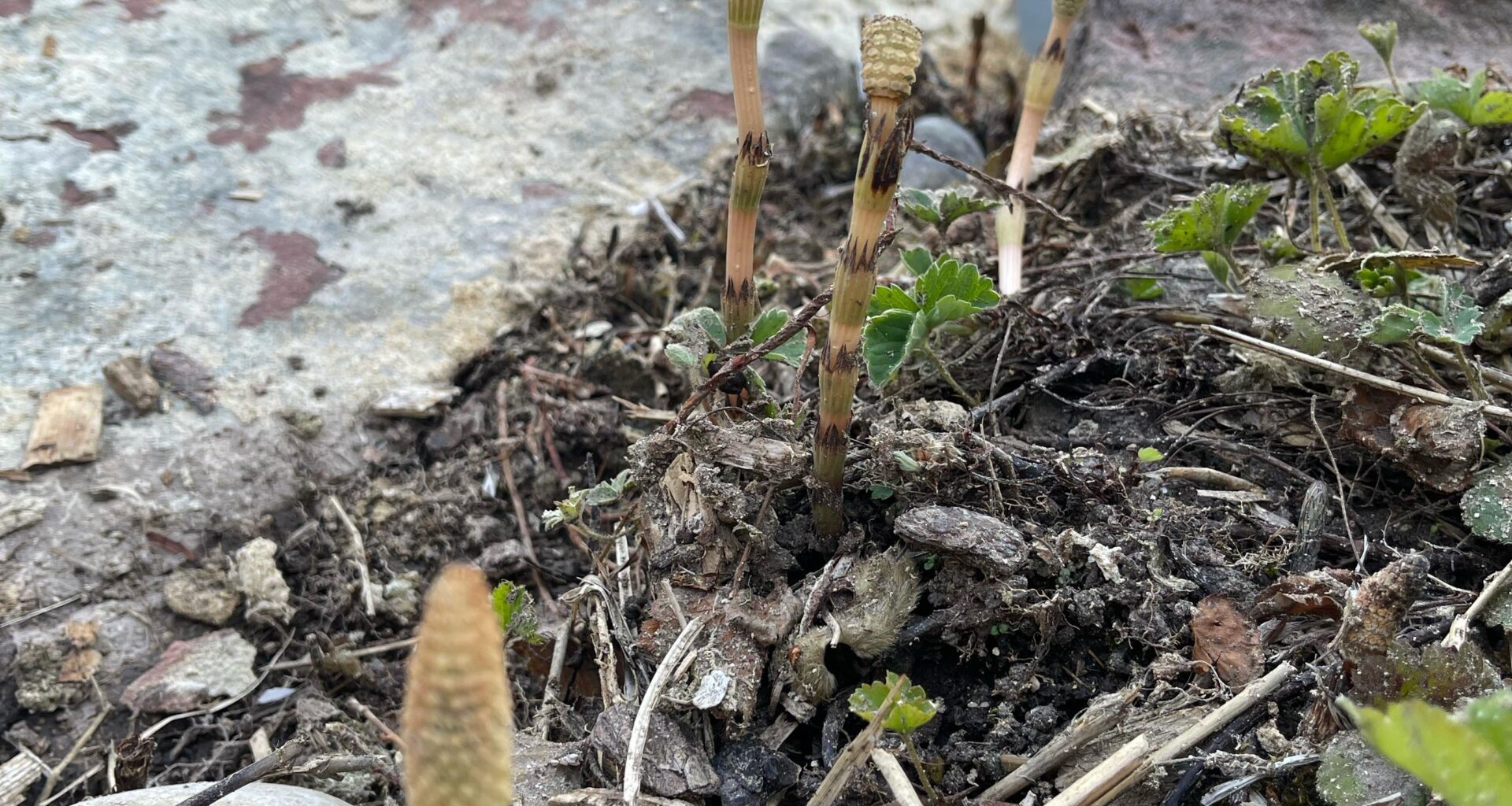 Was ist das für eine Pflanze?