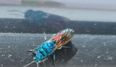 Ist das eine Goldwespe?