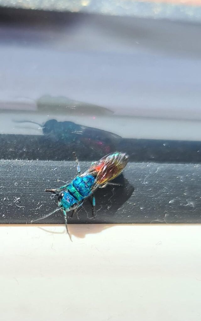 Ist das eine Goldwespe?