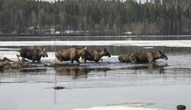 Slow TV success: Millions tune in for Sweden’s epic 20-day moose migration