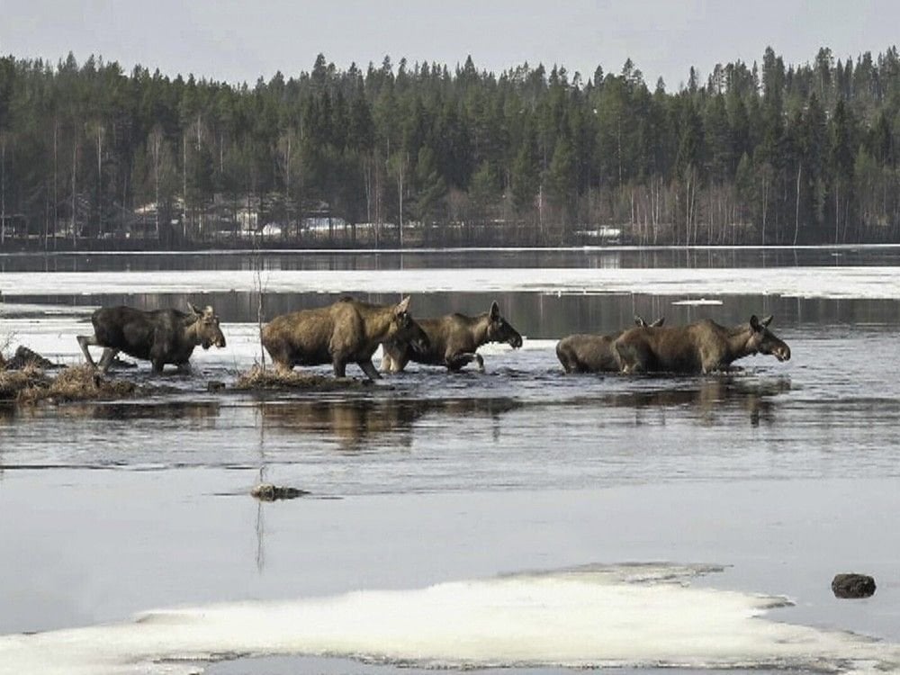 Slow TV success: Millions tune in for Sweden’s epic 20-day moose migration