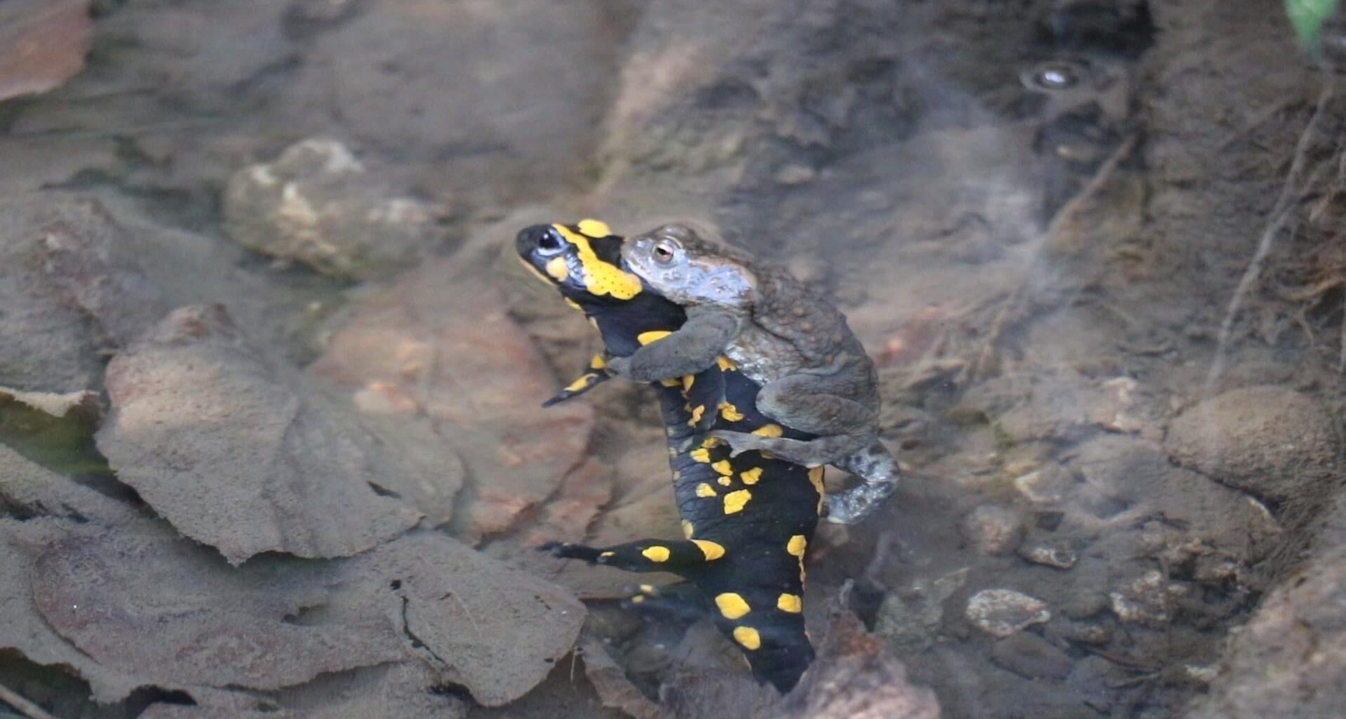 Liebe kennt keine Grenzen 🥹 (Gefunden auf iNaturalist, Link in den Kommentaren)