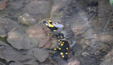Liebe kennt keine Grenzen 🥹 (Gefunden auf iNaturalist, Link in den Kommentaren)