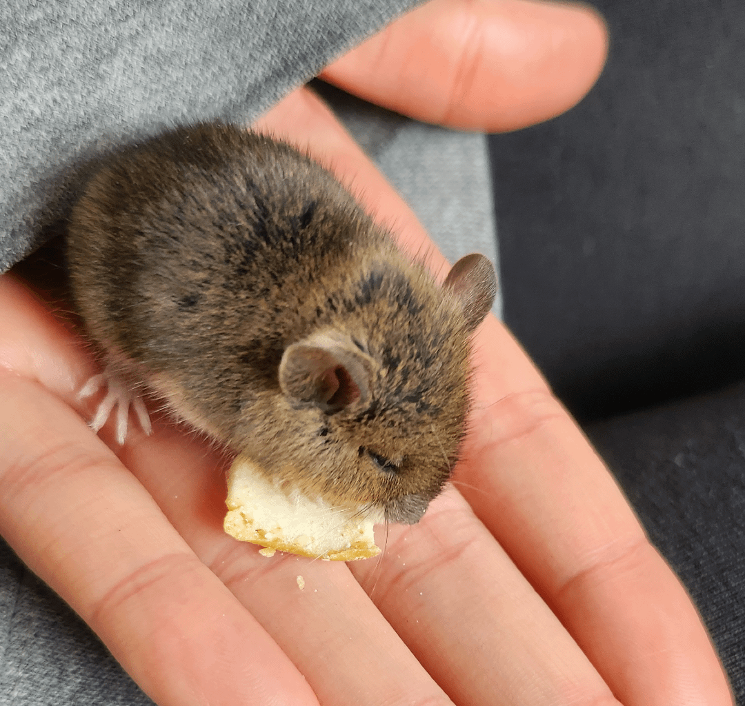 Kleiner Buddy ist zu Besuch gekommen