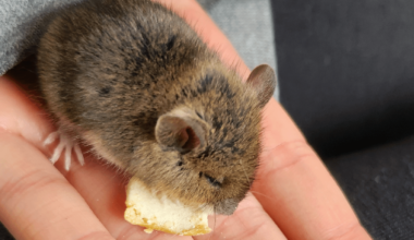 Kleiner Buddy ist zu Besuch gekommen