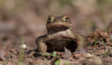 Bei uns wandern sie schon [OC]