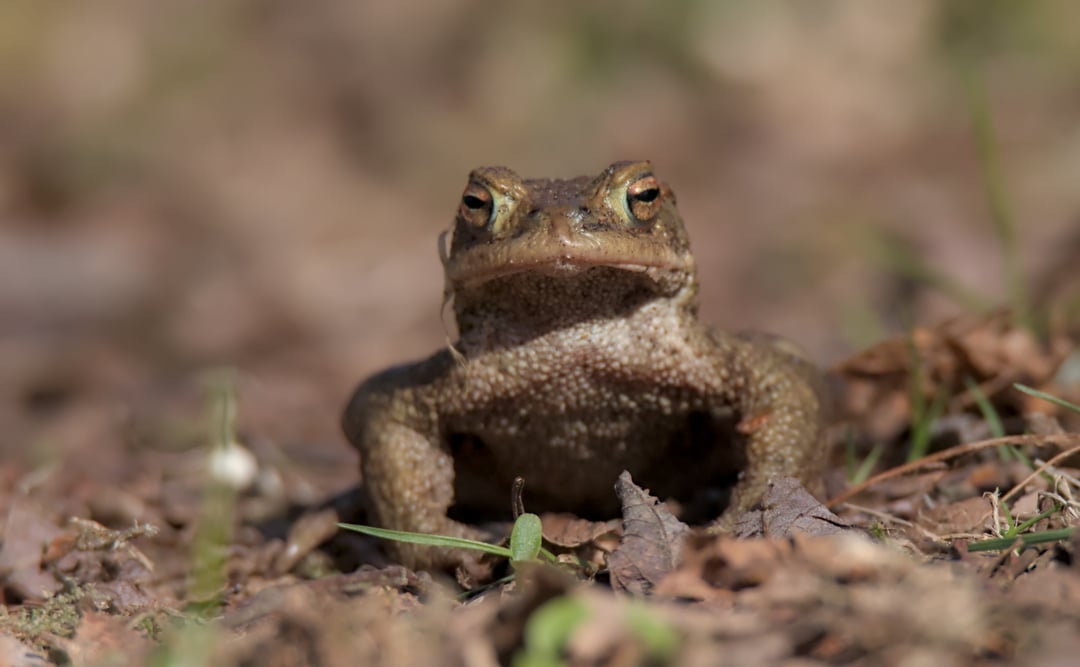 Bei uns wandern sie schon [OC]
