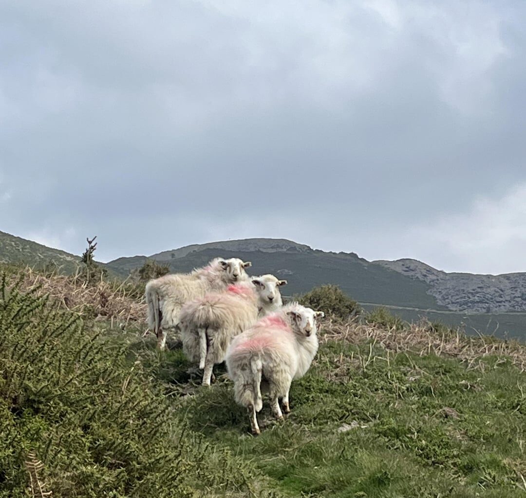 Moel y Gamelin, Rhewl