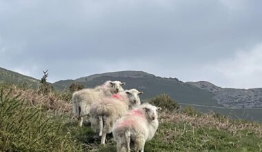 Moel y Gamelin, Rhewl