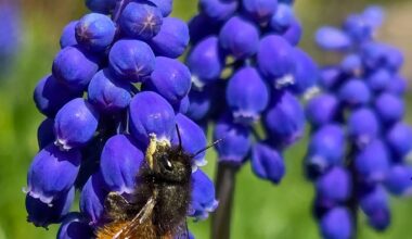 Gehörnte Mauerbiene (glaub ich)