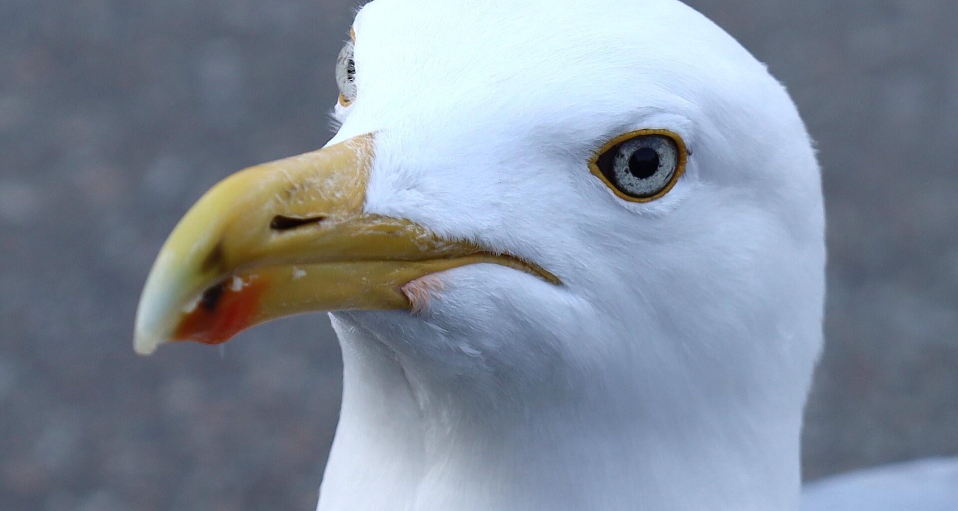 Porträt einer Möwe