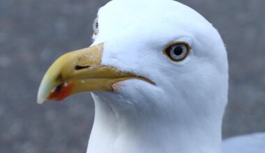 Porträt einer Möwe