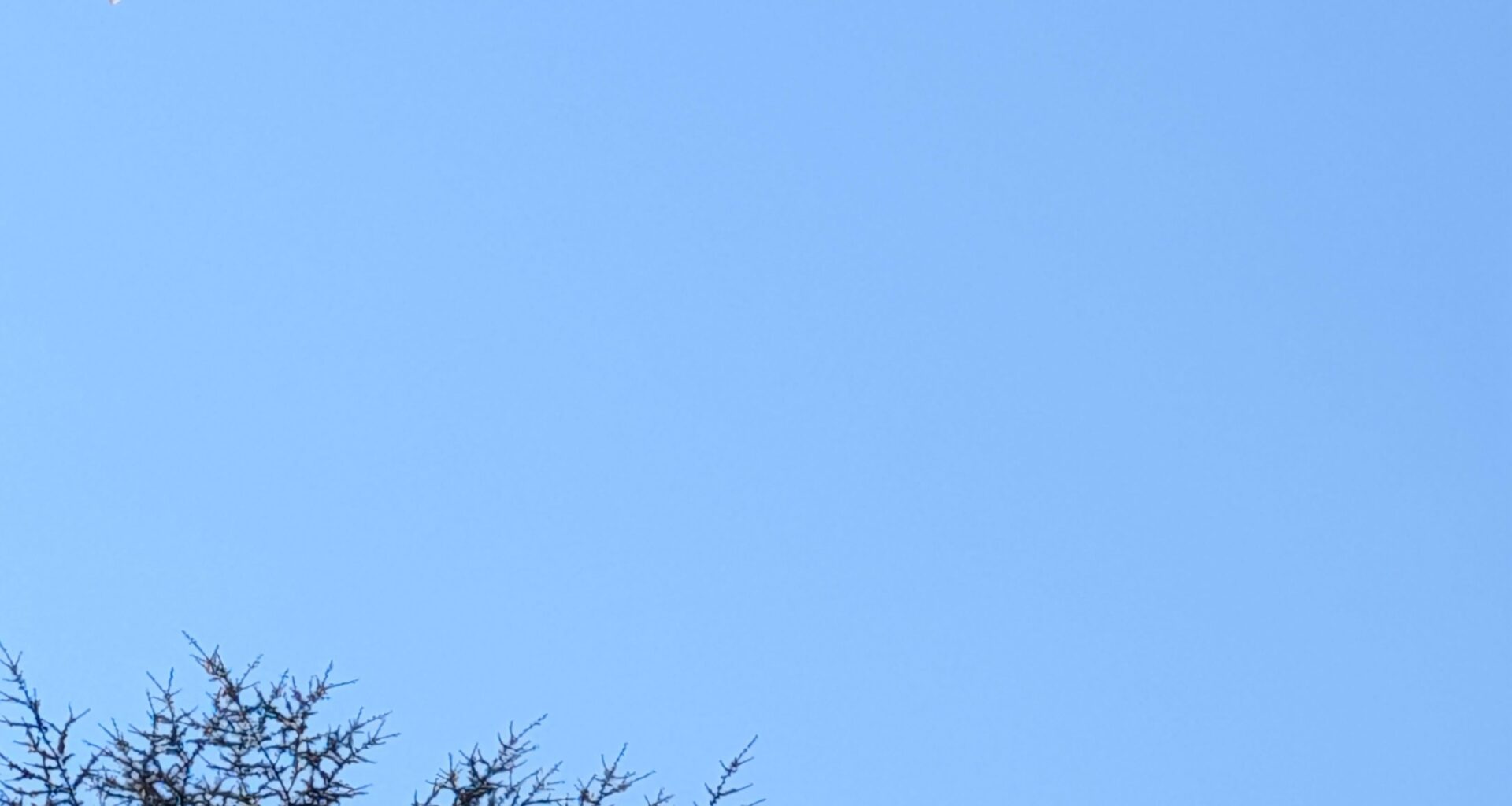 Fledermaus am helllichten Tag