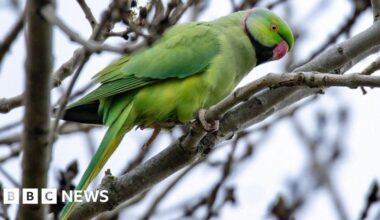 Tropical parakeets ruffle feathers at Belfast park