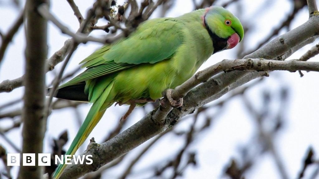 Tropical parakeets ruffle feathers at Belfast park