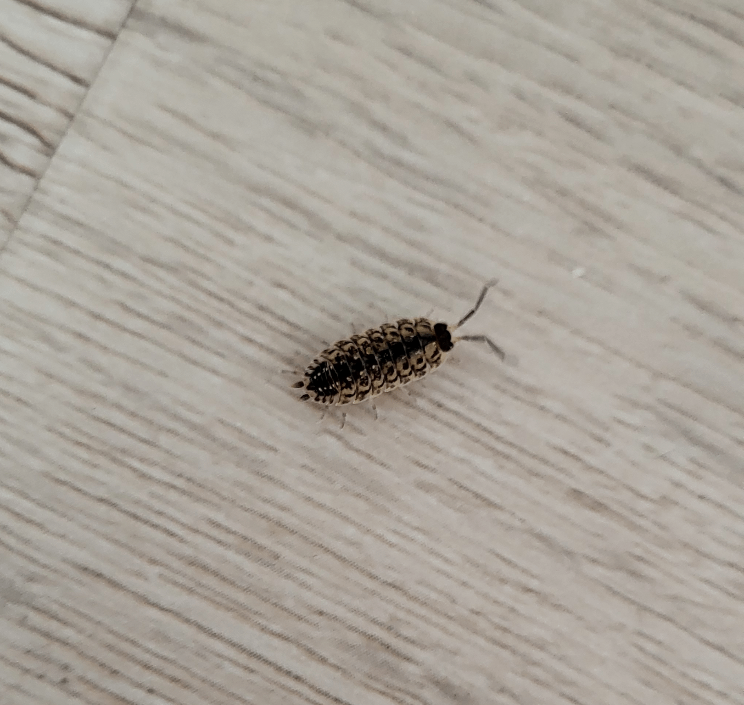 Wer hat sich hier in mein Haus geschlichen?