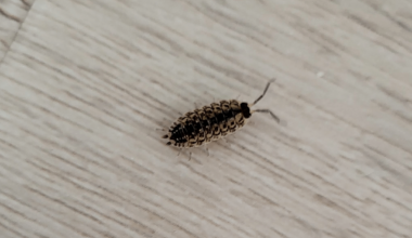 Wer hat sich hier in mein Haus geschlichen?