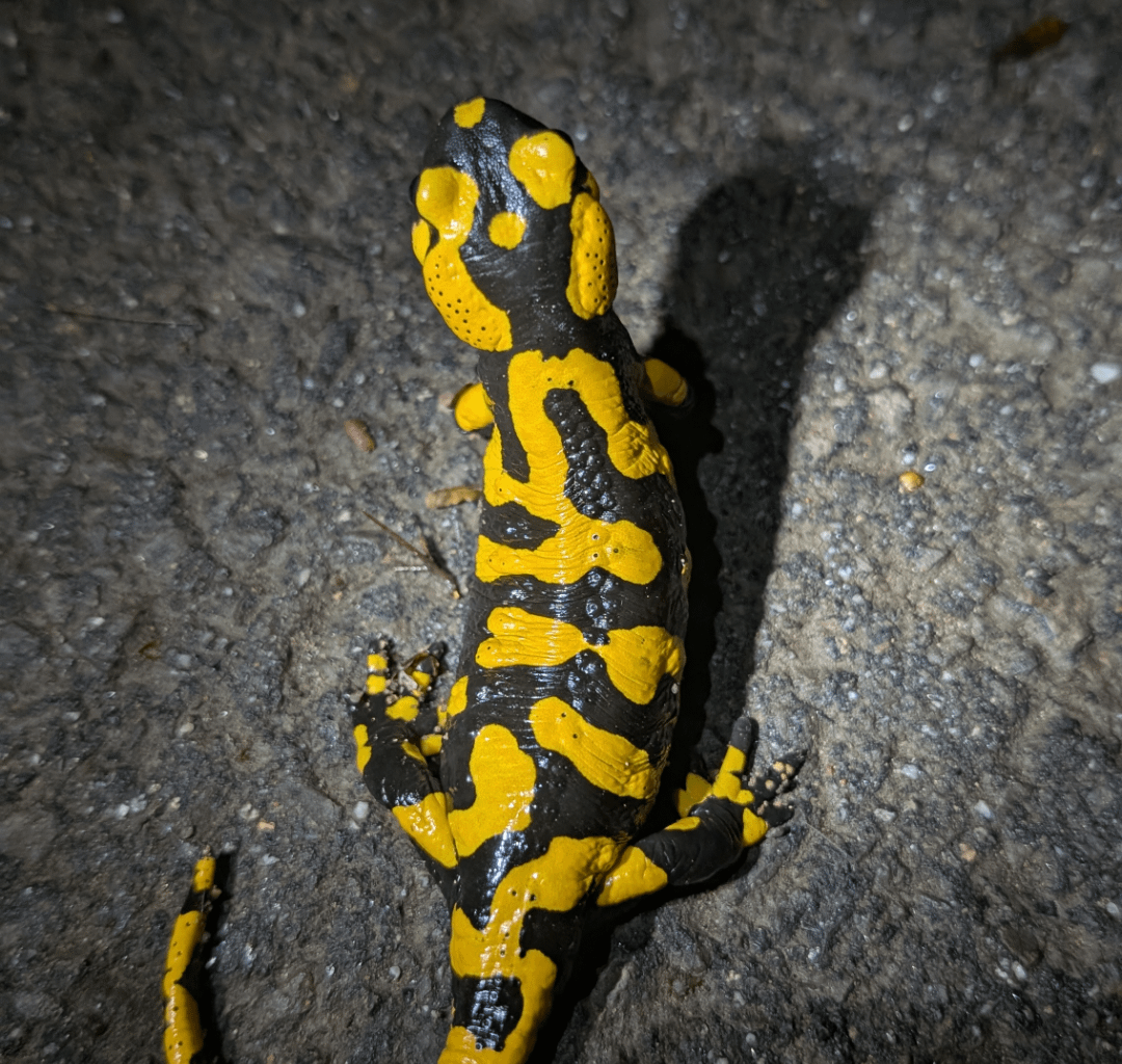 Impressionen der heutigen Nachtwanderung