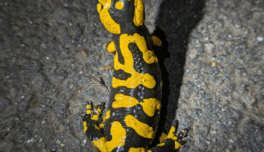 Impressionen der heutigen Nachtwanderung