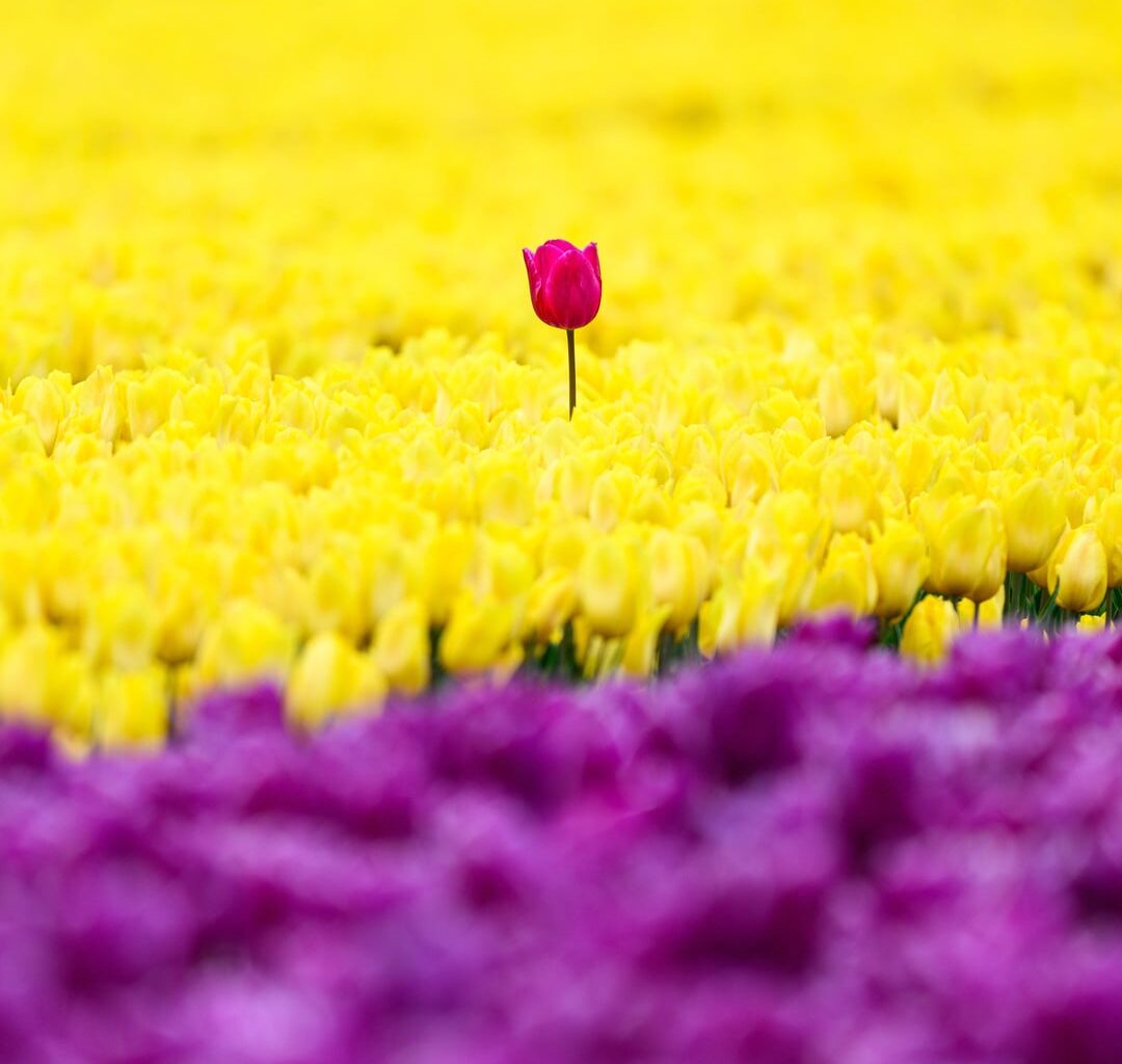 Norfolk Tulips
