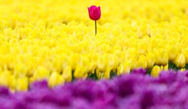 Norfolk Tulips