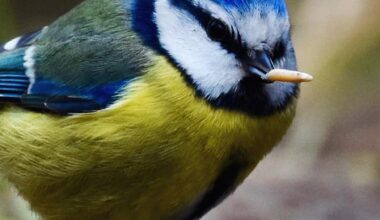 Toughest little tit in the woods 🏴󠁧󠁢󠁳󠁣󠁴󠁿