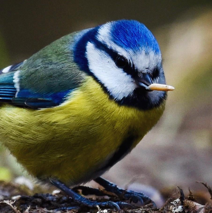 Toughest little tit in the woods 🏴󠁧󠁢󠁳󠁣󠁴󠁿