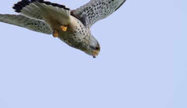 Ich geb's zu, meine letzten beiden Posts waren trolls obwohl ich bei der Tour meine mit besten Bilder gemacht habe: Bitteschön