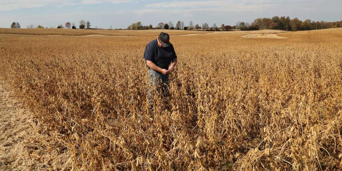 I’m a Soybean Farmer Who Voted for Trump. I’m Begging the President to End the Trade War.