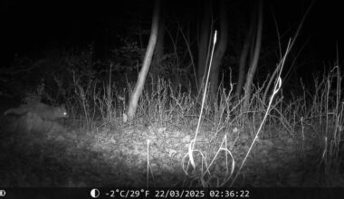 Wildkamera Aufnahmen vom 22.03.2025
