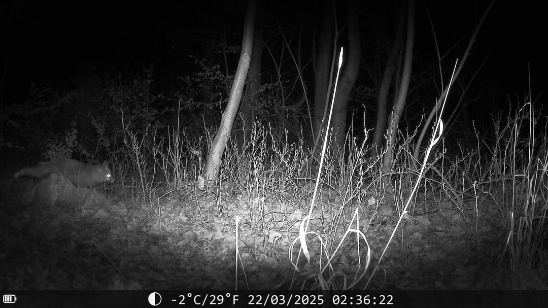 Wildkamera Aufnahmen vom 22.03.2025