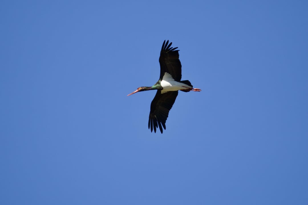 Schwarzstörche - Seltener Anblick