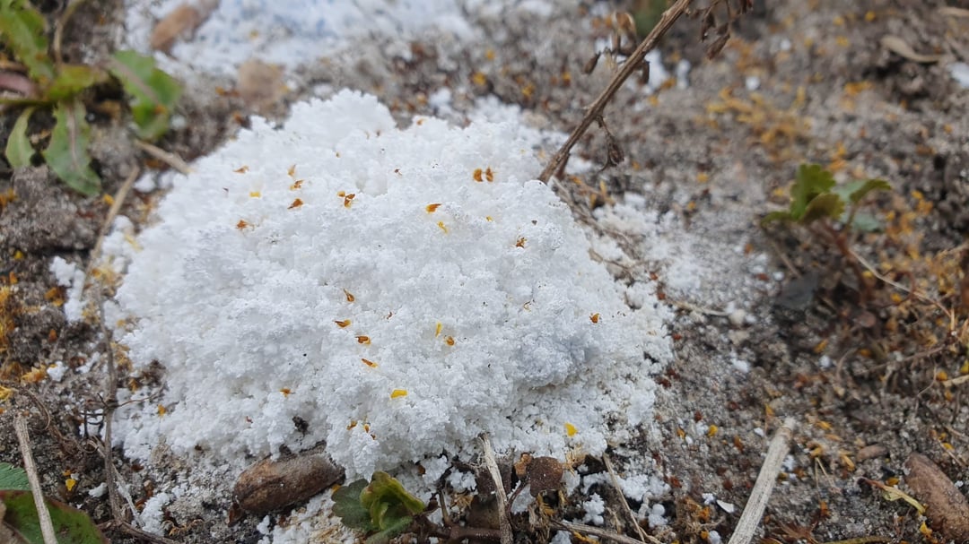 White blue powder randomly appeared in our garden. is someone trying to poison our dog?